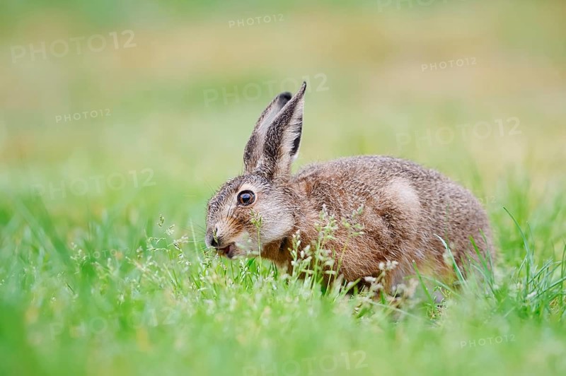 A brown hare (Lepus europaeus) is sitting in a meadow eating grass, North Rhine-Westphalia, Germany