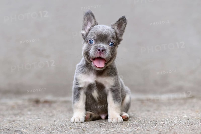 Adorable happy fluffy lilac tan French Bulldog dog with long coat in front of gray wall