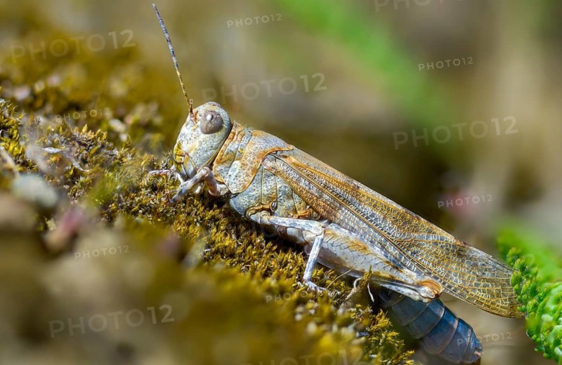 Blue-winged sandscare, caelifera, short-feeler, oedipodinae, slender blue-winged grasshopper, sphingonotus caerulans, flew off, old, grasshoppers, grasshoppers, insects, insects, without antennae, wasteland scare