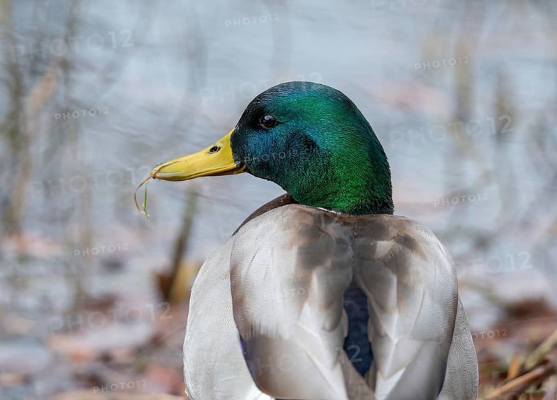 Anas platyrhynchos, mallard, mallard, anatidae, birds, ducks, ducks, ducks, drakes, male, birds, waterbirds, waterbirds