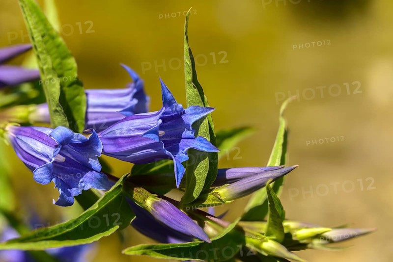 Gentian plants, gentiana asclepiadea, gentianaceae, swallowroot zian, flora, plants, plants, willow gentian