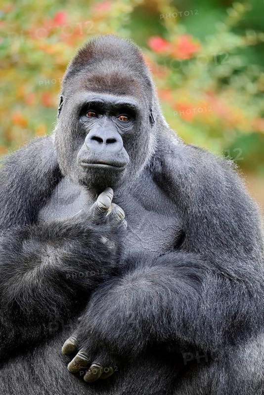 Western lowland gorilla (Gorilla gorilla gorilla), male, silverback, in captivity, found in Africa