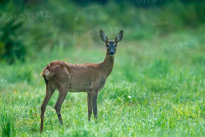 Female roe deer (Capreolus capreolus), Vechta, Lower Saxony, Germany