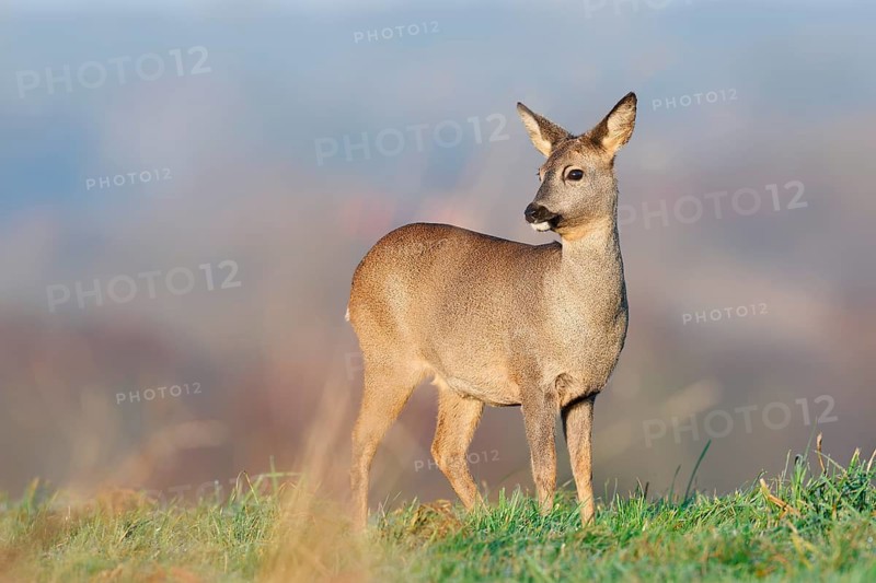European roe deer (Capreolus capreolus), doe standing in a meadow, Lower Saxony, Germany