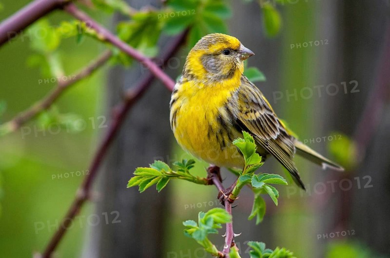 European Serin, serine, serinus serinus, birds, male, passeri, songbirds, birds