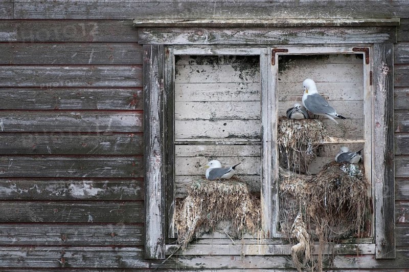 Black-legged kittiwake, kittiwake, Norway, rissa tridactyla, varanger, birds, breed, brood, breeding colony, charadriiformes, gulls, colony, limikolen, seagulls, nest, birds