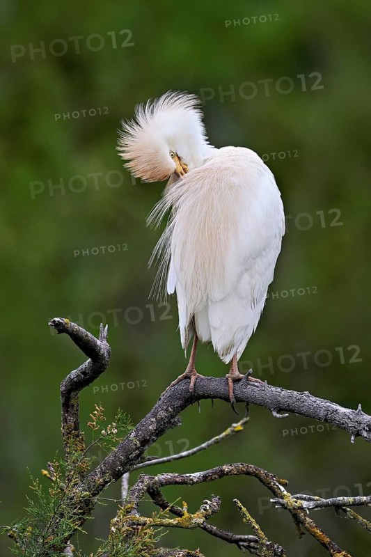Cattle egret (Bubulcus ibis), perched on a branch, Camargue, southern France, France