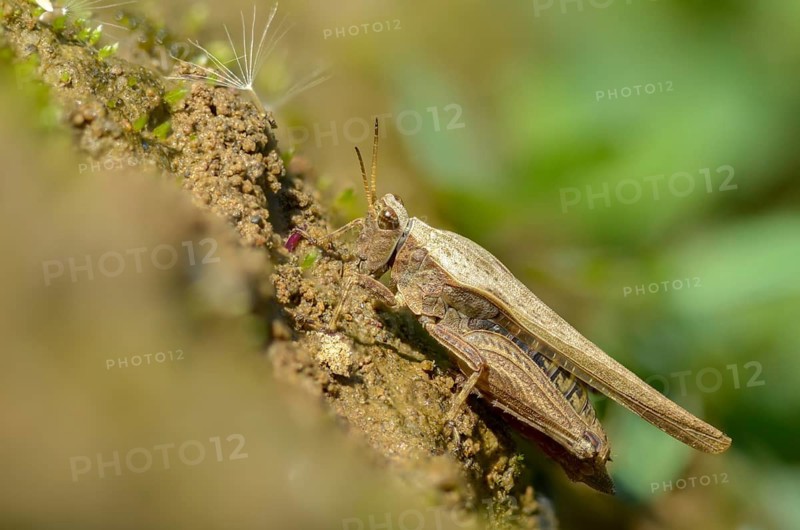 Caelifera, thorn scare, grasshoppers, short-feeler scare, sabre-thorn scare, tetrix subulata, awl-shaped pygmy grasshopper, grasshoppers, grasshoppers, insects, slender ground hopper
