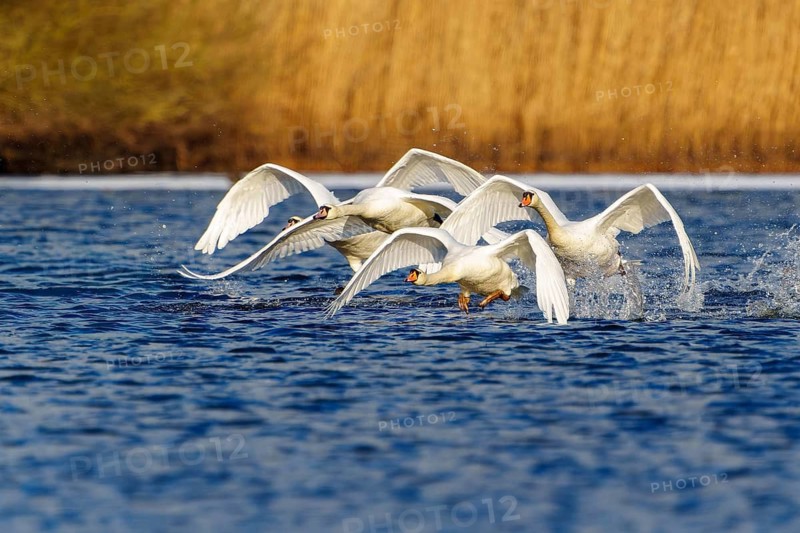 Mute Swan (Cygnus olor), wildlife, Germany. A flock of swans takes off from the water, their wings beating in a harmonious rhythm