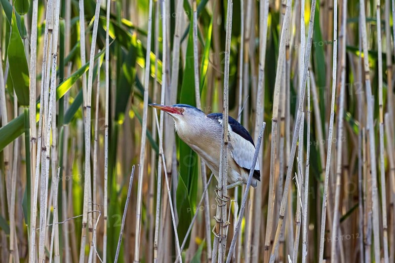 Common little bittern (Botaurus minutus, Ixobrychus minutus) adult male foraging in reed bed, reedbed in wetland in spring