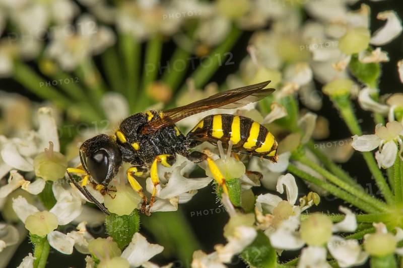 A broad-winged fly wasp (Ectemnius lituratus) rests on the small white flowers of an umbellifer, Baden-Württemberg, Germany