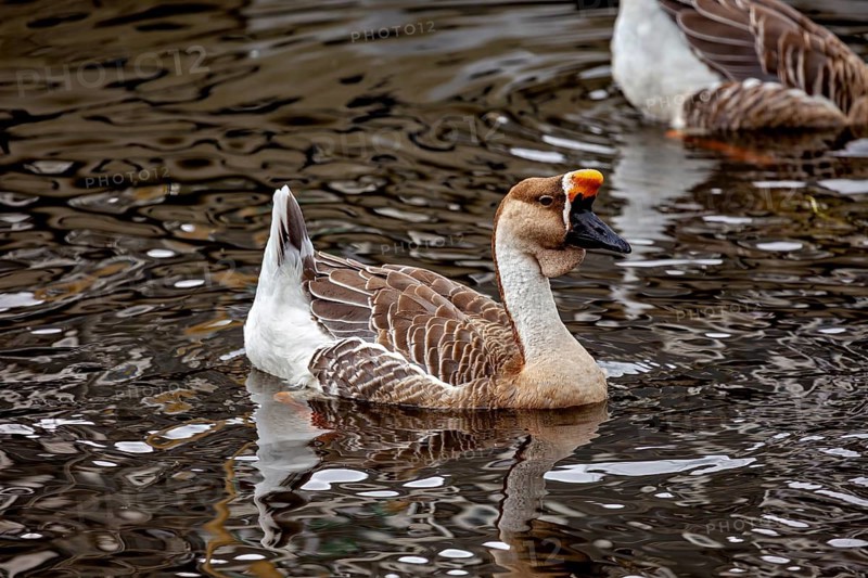 A brown-white duck swims calmly in the water, its reflection is visible, a proud whole on a body of water