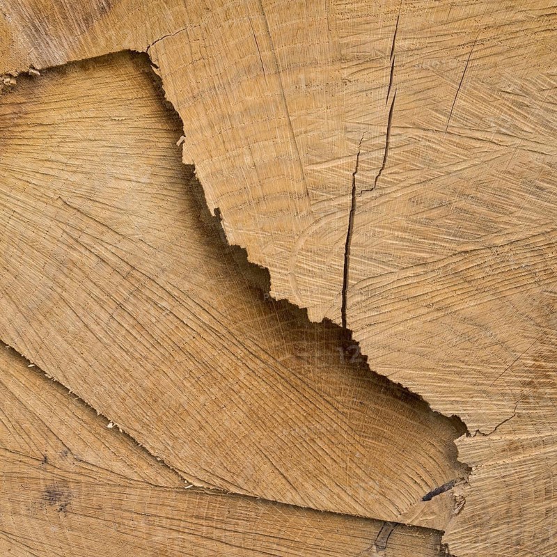 Cut surface on a tree trunk with pattern, close-up, macro, background image