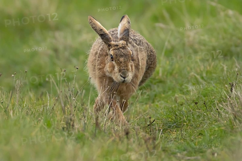 European brown hare (Lepus europaeus) adult animal running in grassland, England, United Kingdom
