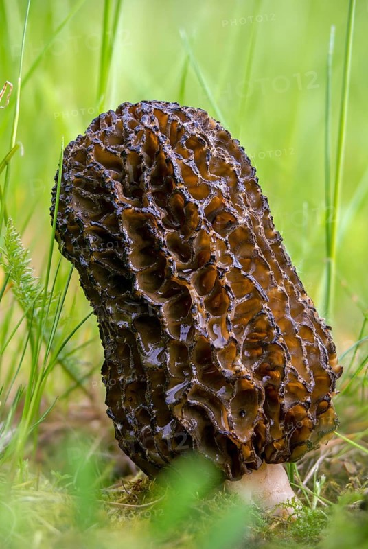 Flesh-colored morel, garden morel, delicious morel, morchella conica, black morel, pointed cap morel, black morels, fungi, fungus, high size, portrait format, morel, mushrooms