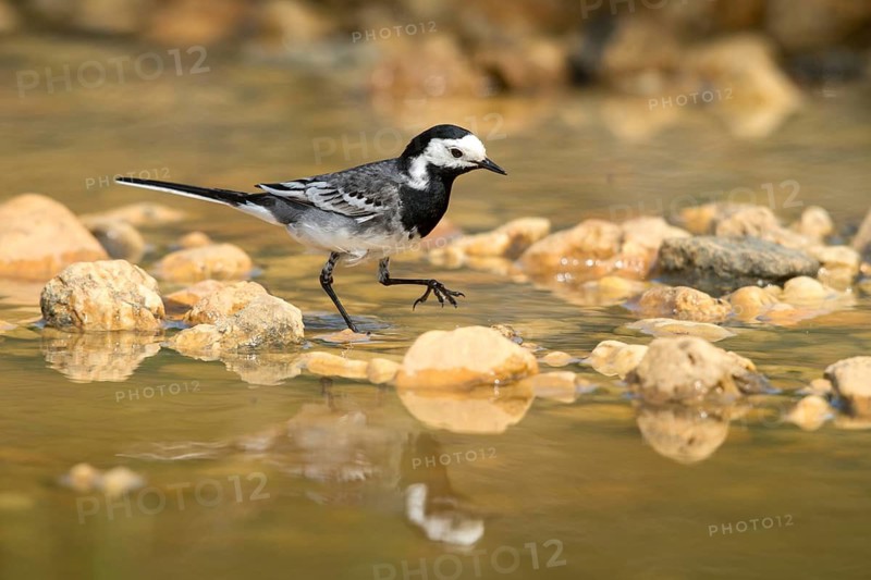 Wagtail, Motacilla Alba, White Wagtail, Bath, Bird Bath, Birds, Mirror, Passeri, Songbirds, Reflection, Potion, Birdbath, Birds, Watering Place