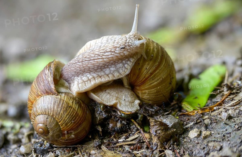 Helix pomatia, gastropod, copula, mollusca, mating, snails, snails, molluscs