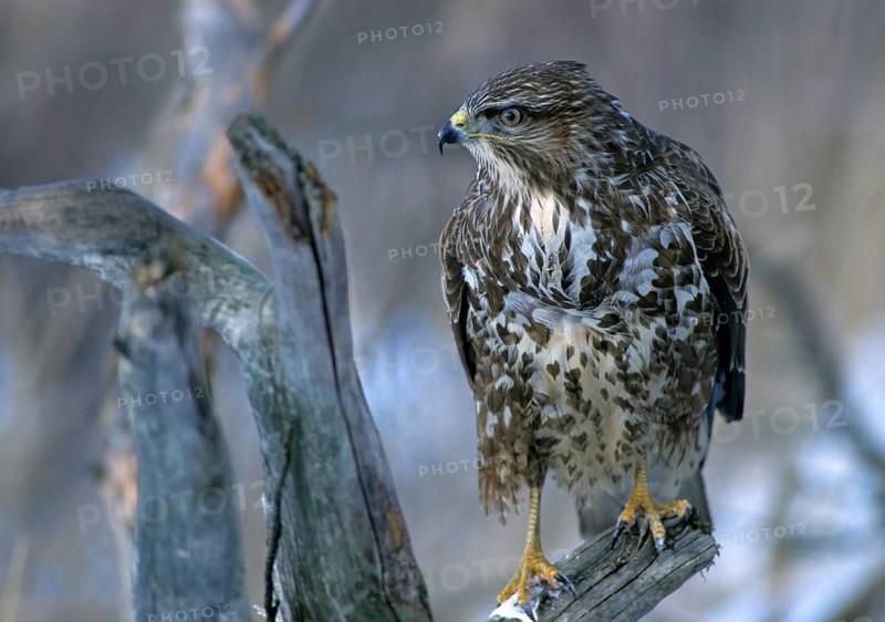 Accipitriformes, buzzard, buteo buteo, buzzard, buzzard, birds of prey, leo, raptor, raptors, birds, winter