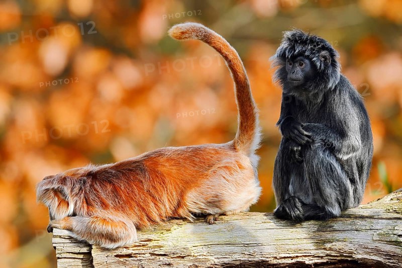 Javan lutung (Trachypithecus auratus) engaging in mutual grooming, black and orange-brown colour variants, in captivity, found in Indonesia
