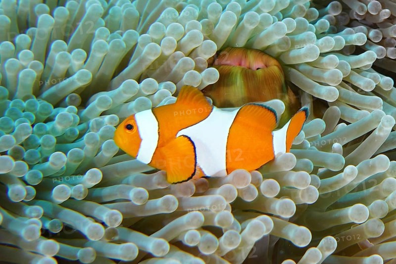 An Ocellaris Clownfish (Amphiprion ocellaris), Nemo, sheltered amongst the tentacles of a sea anemone, Coral Garden dive site, Menjangan, Bali, Indonesia