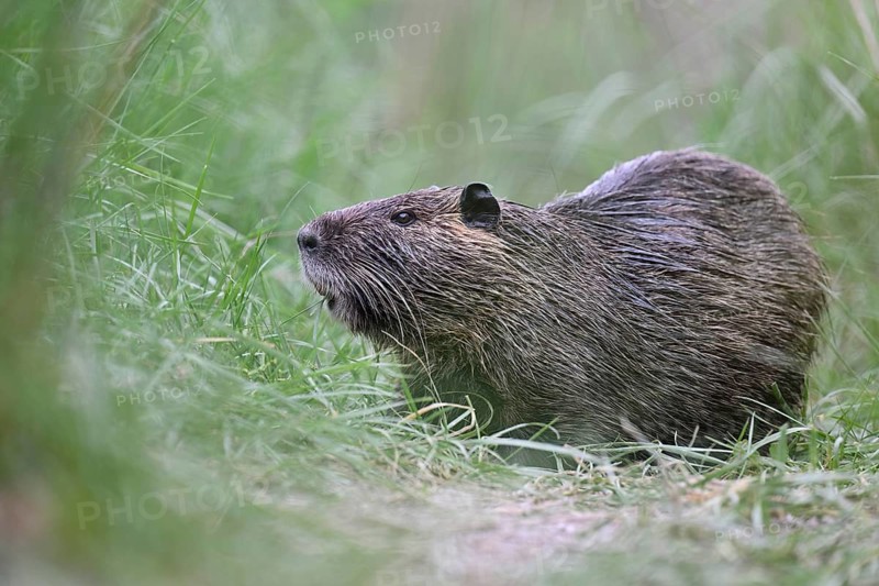 Nutria (Myocastor coypus), grazing, Camargue, southern France, France