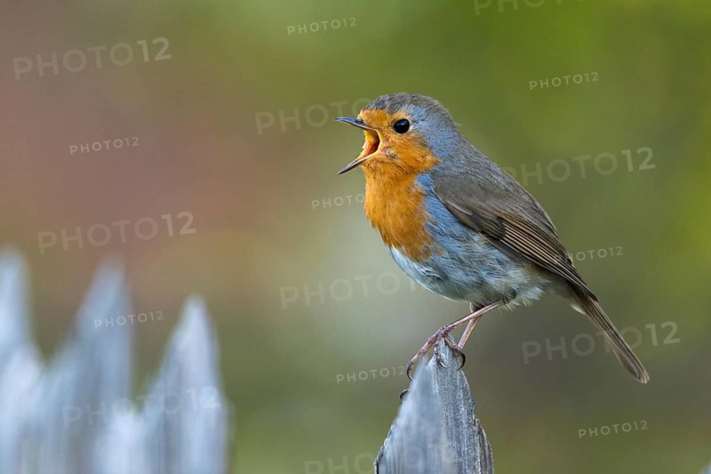 Erithacus Rubecula, Robin, Robins, Birds, Call, Garden Fence, Garden Fence, Song, Passeri, Call, Singing, Songbirds, Birds