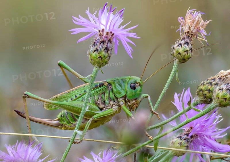Decticus verrucivorus, deciduous locusts, wart biters, ensifera, female, grasshoppers, insects, long-feeler scares, wait biters, female
