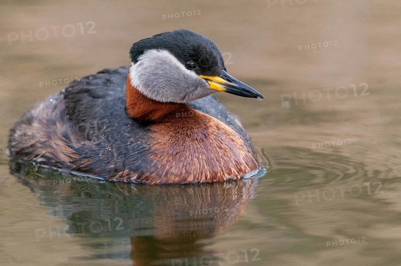 Podiceps grisegena, red-necked grebe, red-necked grebe, birds, grebe, podicipedidae, divers, birds, waterbirds, waterbirds