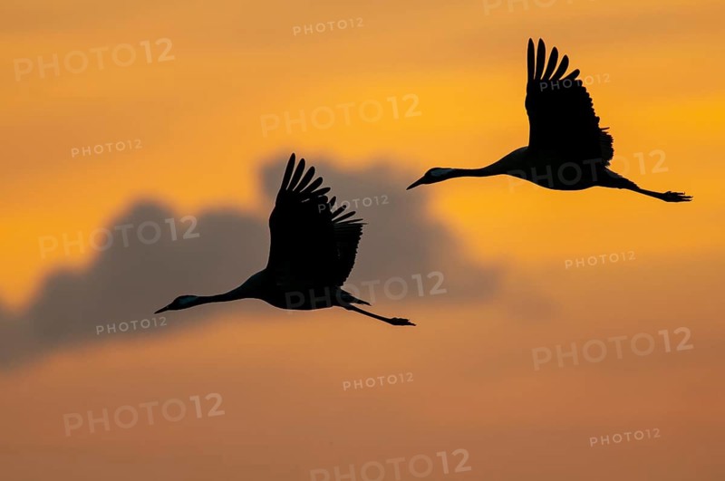 Evening flight of cranes (Grus grus) at sunset, Groß Mohrdorf, Lower Saxony, Germany