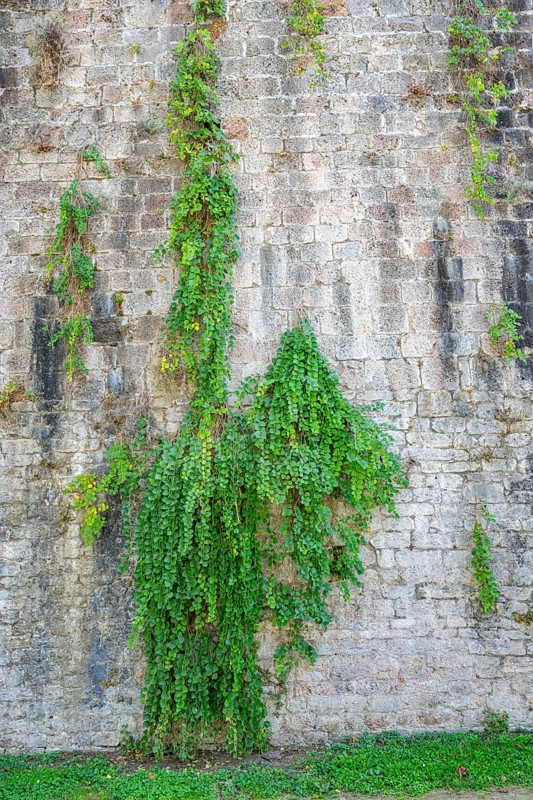 Caper bushes (Capparis spinosa) growing at the walls next to Pisa tower, Tuscany, UNESCO World Heritage, Italy, Europe, Europe
