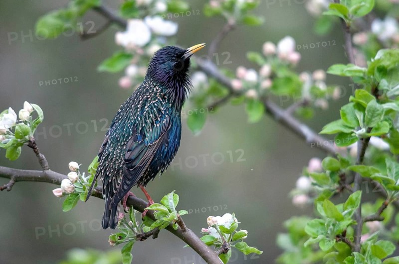 Star, Starling, Sturnus vulgaris, courtship behavior, birds, courtship display, spring, song, meadow orchard, passeri, singing, songbirds, song birds, jumping, orchard, birds