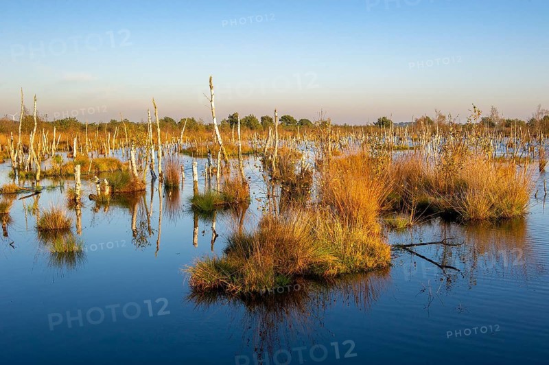 Autumn in Rehdener Geestmoor, rewetting, Rehden, Lower Saxony, Germany