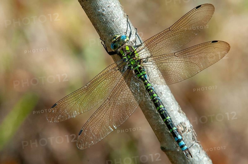 Aeshna cyanea, blue-green mosaic maiden, southern hawker, anisoptera, damselflies, dragonflies, insects, dragonflies, males, odonata