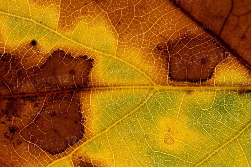 Sycamore (Acer pseudoplatanus) tree close up of a leaf in autumn colours, England, United Kingdom
