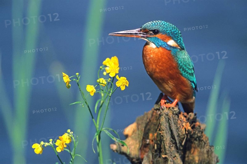 Kingfisher perched on a branch (Alceda atthis), animals, birds, kingfishers, flowers, blossom, tree stump, Germany, Federal Republic of Germany