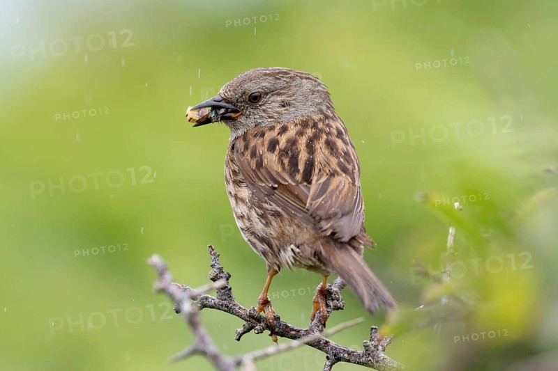 Dunnock (Prunella modularis) bird with a beak full of insects, Pembrokeshire, Wales, UK