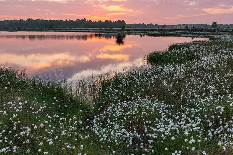 Evening on Goldenstedeter Moor moor with fruity cotton grass, Oldenburger MünsterLand, Goldenstedt, Lower Saxony, Germany