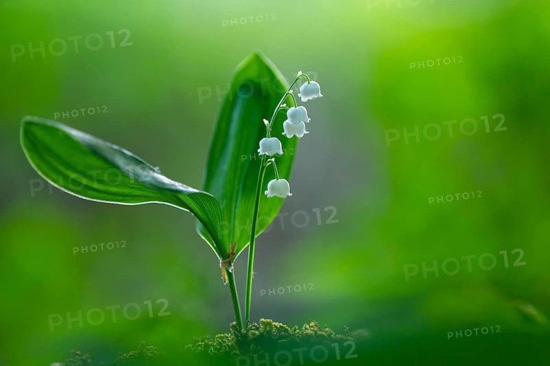 Lily of the valley (Convallaria majalis), Oldenburg Münsterland, Damme, Lower Saxony, Germany