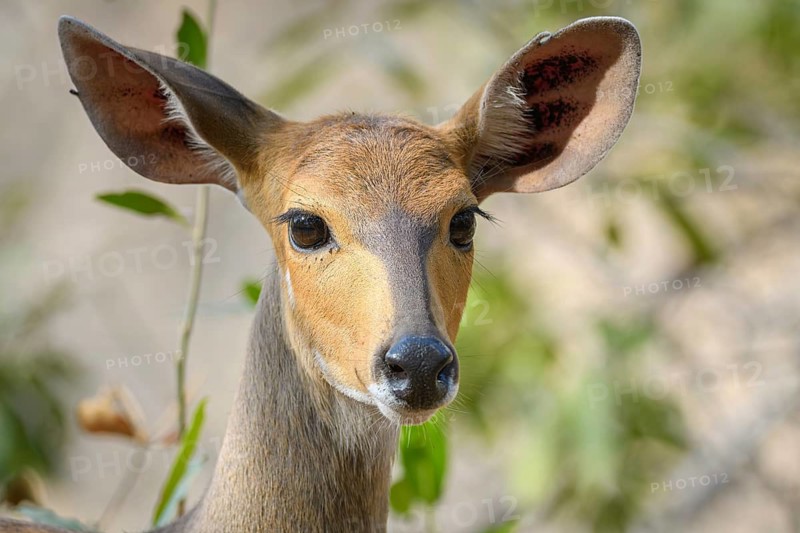 Lowland Nyala, (Tragelaphus angasii), Sabi Sands Game Reserve, Mpumalanga, South Africa