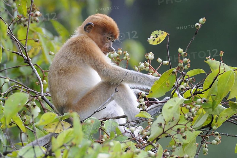 Young proboscis monkey, animals, mammals, primates, monkeys, Tanjung Puting National Park, Borneo, Indonesia, (Nasalis larvatus)