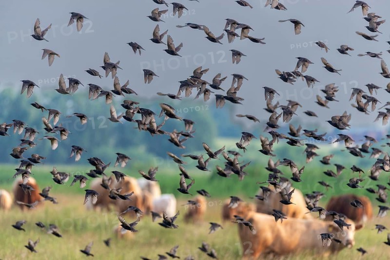 Artiodactyla, bos primigenius taurus, cattle, even-toed ungulate, Germany, large Schwerin, domestic cattle, Mecklenburg, cloven-hoofed, starling, sturnus vulgaris, birds, domesticated animals, extensive grazing, pet, cow, mammals, Müritz, nature reserve, passeri, cattle, swarm, songbirds, songbirds, mammals, flock of birds, birds