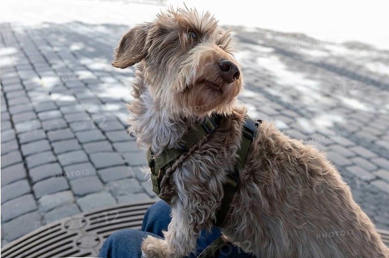 Dog, wire-haired dachshund, Franconia, Bavaria, Germany