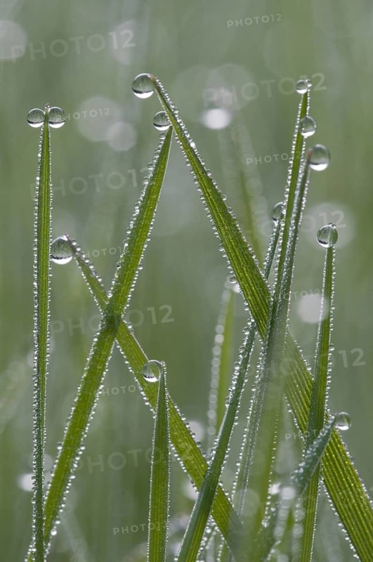 Grass, dew drops, rain, water, dew, grass blades, Moosham, Egling, Bavaria, Germany