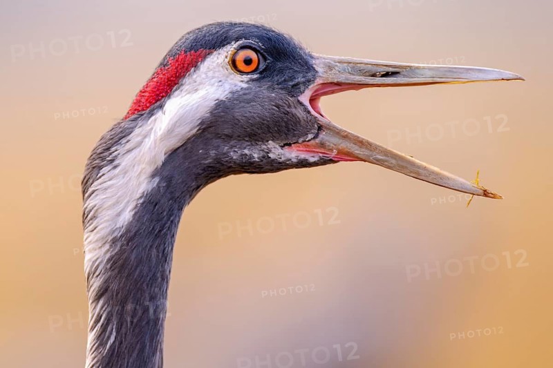 Crane (Grus grus), portrait, calling, Fågelsjö, Gävleborg County, Sweden