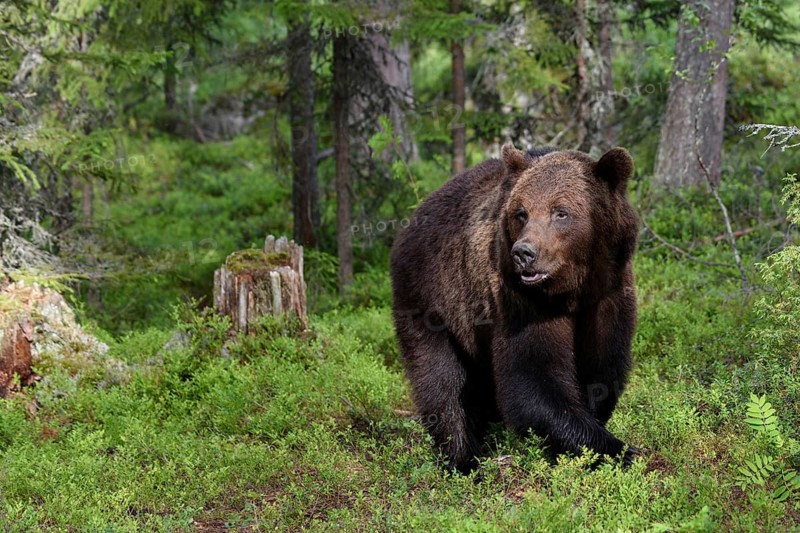 Animals, Mammals, European brown bear, bear, (Ursus arctos arctos), Finland, Scandinavia, Europe