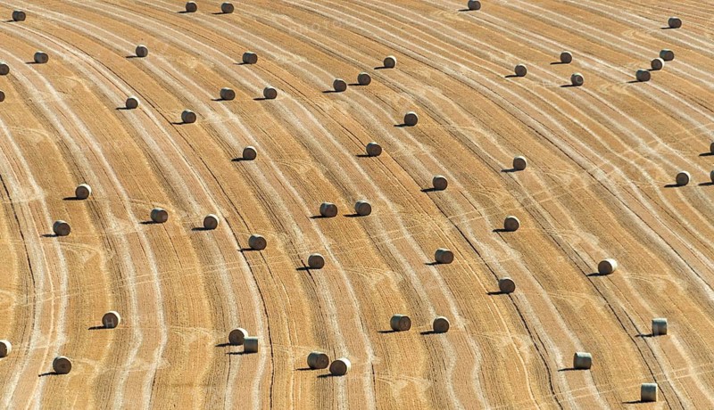 Golden hay bales resting in Limagne plain. Puy de Dome. Auvergne Rhone Alpes. France