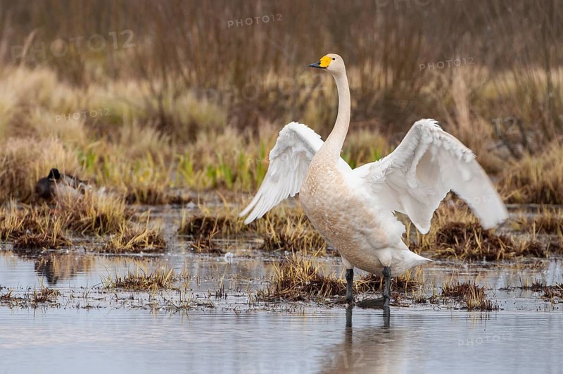 Whooper Swan (Cygnus cygnus), Goldenstedt, Lower Saxony, Germany
