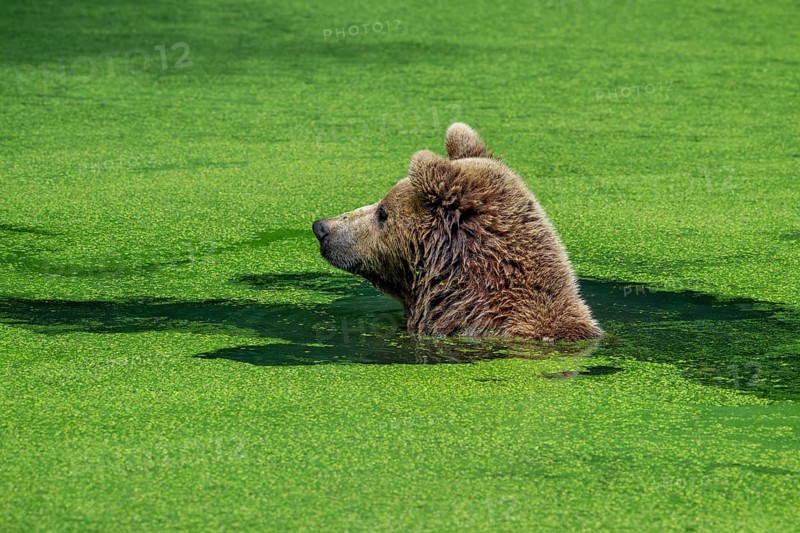 Bathing European brown bear (Ursus arctos) cooling down, chilling in water of pond covered in duckweed on a hot day in summer