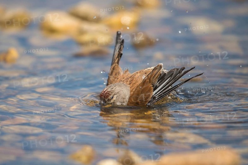 Acanthis cannabina, bloodtail, linaria cannabina, linnet, bath, bird bath, birds, hanfling, male, passeri, songbirds, songbirds, drinking, birdbath, birds, watering place