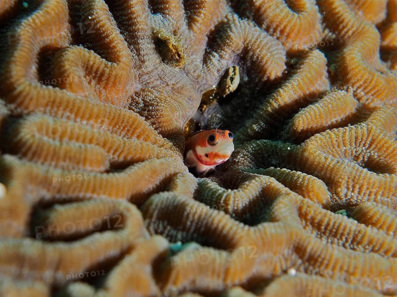 Small spotted pine slug (Acanthemblemaria rivasi), a slug, hiding amongst the folds of a light brown coral, Coral Garden dive site, Puerto Viejo de Talamanca, Limón, Costa Rica, Caribbean, Atlantic Ocean